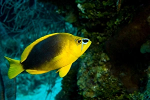 Images Dated 9th May 2004: Central America, Belize