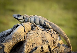 Images Dated 17th April 2011: Central America, Belize