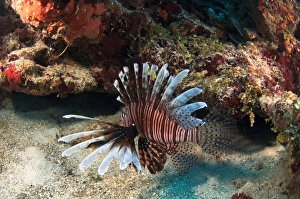 Images Dated 21st December 2010: Central America, Belize