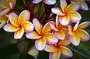 Images Dated 22nd April 2011: Central America, Belize