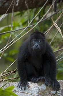 Central America, Belize