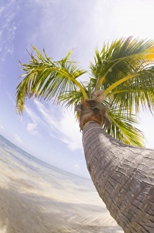Images Dated 9th May 2004: Central America, Belize