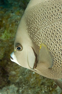 Images Dated 6th May 2004: Central America, Belize