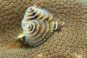 Central America, Belize