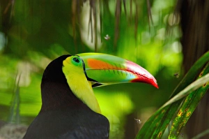 Central America, Belize, Belize City, Belize Zoo. Keel-billed toucan (Ramphastos