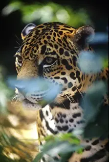 Nose Prints: Central America, Belize, Jaguar in the Corkscomb Basin Jaguar Preserve