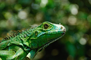 Nose Prints: Central America, Belize, Monkey Bay, San Ignacio Resort Hotel, Green Iguana Project