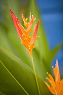 Central America, Belize, Placencia, tropical flower in garden