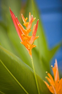 Images Dated 12th November 2006: Central America, Belize, Placencia, tropical flower in garden