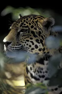 CENTRAL AMERICA, Belize Portrait of Jaguar in the jungle