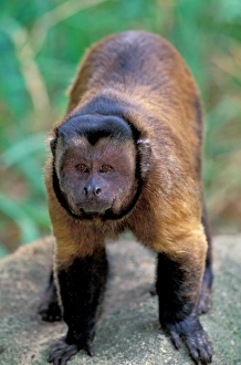 Central America, Brown Pale-fronted Capuchin, Cebus Albifrons