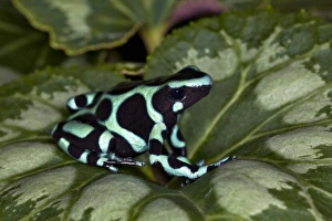 Images Dated 7th November 2010: Central America, Costa Rica