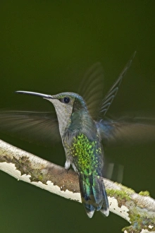 Images Dated 15th November 2008: Central America, Costa Rica