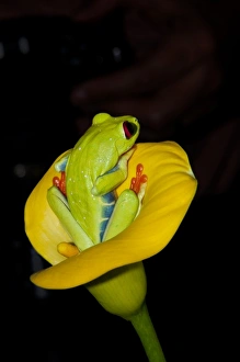 Images Dated 27th February 2010: Central America, Costa Rica