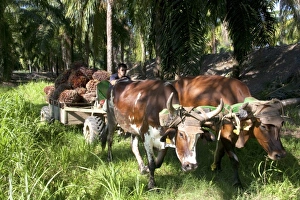 Images Dated 30th January 2010: Central America, Costa Rica