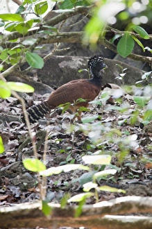 Central America, Costa Rica