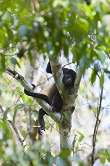 Images Dated 14th April 2009: Central America, Costa Rica