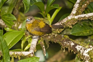 Images Dated 21st February 2010: Central America, Costa Rica