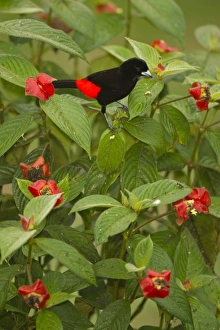 Images Dated 22nd February 2010: Central America, Costa Rica
