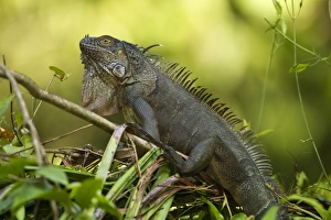 Images Dated 26th February 2010: Central America, Costa Rica