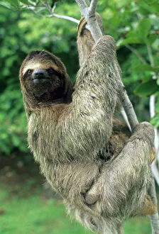 <b class=qtipBold><figcaption>Central America, Costa Rica</figcaption></b><br>Three-toed sloth (Bradypus variegatus) Mother & baby, Corcovado National Park, Costa Rica<br><em>© Kevin Schafer / DanitaDelimont.com</em> Central America, Costa Rica