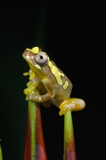 Images Dated 8th December 2007: Central America, Costa Rica