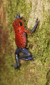 Images Dated 25th March 2007: Central America, Costa Rica