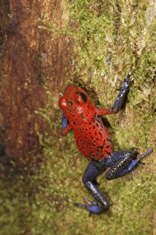 Images Dated 25th March 2007: Central America, Costa Rica