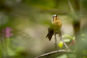 Images Dated 10th December 2010: Central America, Costa Rica