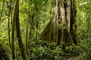 Images Dated 8th December 2010: Central America, Costa Rica