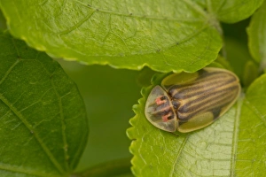 Central America, Costa Rica