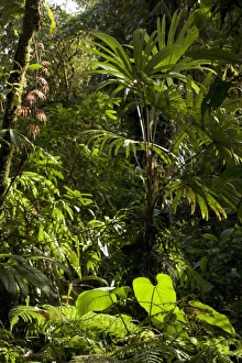 Central America, Costa Rica