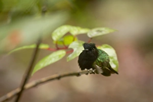 Central America, Costa Rica