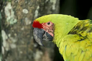 Central America, Costa Rica, Ara Ambigua. Great Green Macaw