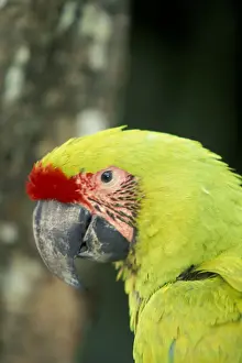 Macaw Prints: Central America, Costa Rica Ara Ambigua Great Green Macaw