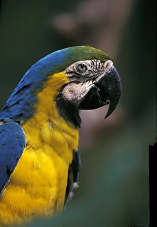 Images Dated 2nd December 2004: Central America, Costa Rica, Ara ararauna. Endangered Blue & Gold Macaw