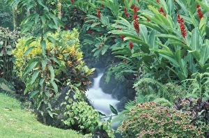 Images Dated 2nd December 2004: Central America, Costa Rica, Arenal Hot Springs. Tabacon Resort, Hot Spring Gardens