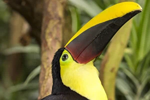 Costa Rica Gallery: Central America, Costa Rica. Black-mandibled toucan