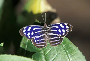 Images Dated 2nd December 2004: Central America, Costa Rica. Butterfly. Nymphalidae cyaniris