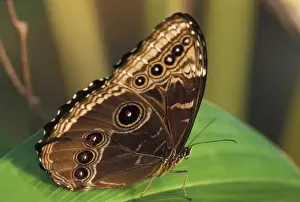 Rest Prints: Central America, Costa Rica Butterfly Morpho Deidamia