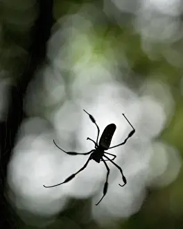 Images Dated 25th February 2013: Central America, Costa Rica. Female golden orb weaver spider