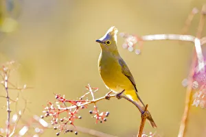 Images Dated 7th February 2018: Central America, Costa Rica. Female long-tailed silky-flycatcher