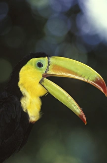 Toucan Prints: CENTRAL AMERICA, Costa Rica Keel-Billed Toucan