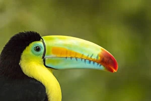 Costa Rica Collection: Central America, Costa Rica. Keel-billed toucan Credit as: Cathy & Gordon Illg /