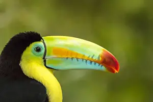Central America Prints: Central America, Costa Rica. Keel-billed toucan Credit as: Cathy & Gordon Illg /