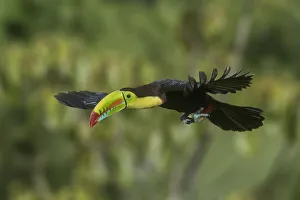 Place Prints: Central America, Costa Rica. Keel-billed toucan in flight