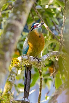 Tropic Prints: Central America, Costa Rica. Lessons motmot bird in tree