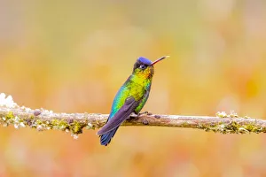 Images Dated 9th February 2018: Central America, Costa Rica. Male fiery-throated hummingbird