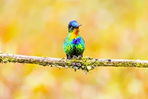 Central America, Costa Rica. Male fiery-throated hummingbird