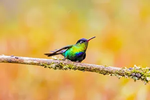 Images Dated 9th February 2018: Central America, Costa Rica. Male fiery-throated hummingbird